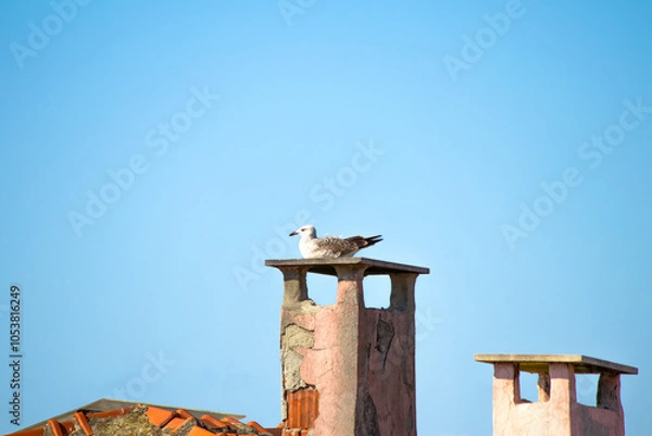Fototapeta Yellow-legged gull (Larus michahellis) perched on a concrete chimney. Seagull on the roof. Bird is resting. Animal. Ornithology. 