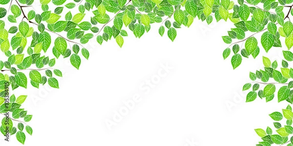 Fototapeta 葉　新緑　木　背景