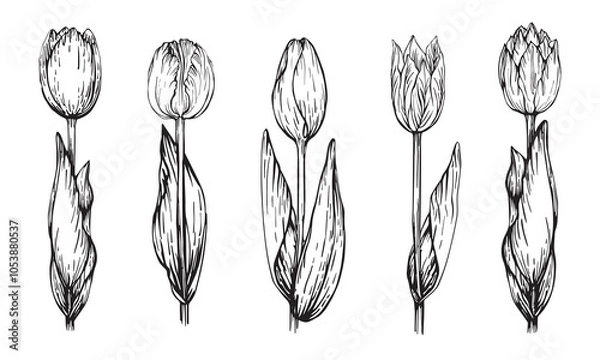 Obraz Set of drawings of tulips isolated on a white background. Vector black linear hand drawn drawing.