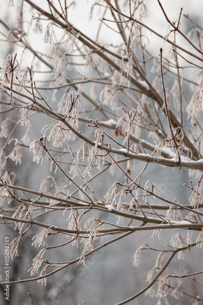 Fototapeta Closeup of tree branches covered with snow.