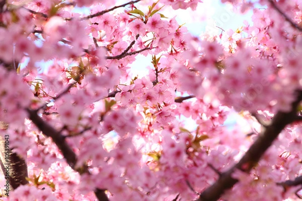 Obraz Pink cherry blossoms in spring