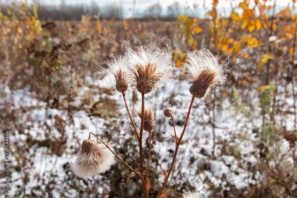 Fototapeta Dried creeping thistle or field thistle. Floral autumn background made of dry fluffy seeds. Against the background of a field with brown grass.