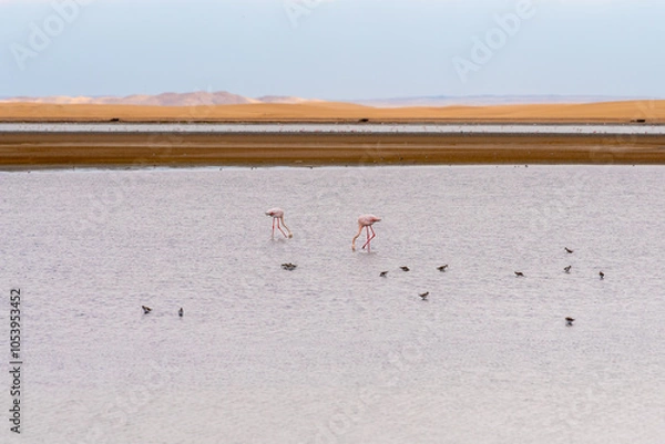 Fototapeta Flamingos in der Lagune von Walvis Bay, Namibia