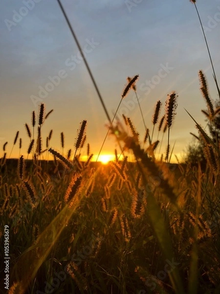 Obraz wheat field at sunset