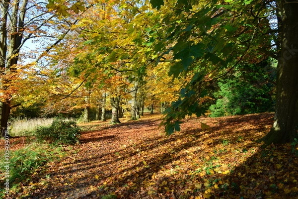 Obraz An English Autumn walk