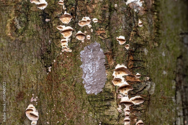 Obraz Lycorma delicatula Spotted Lanternfly eggs