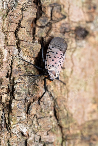 Obraz Lycorma delicatula Spotted Lanternfly