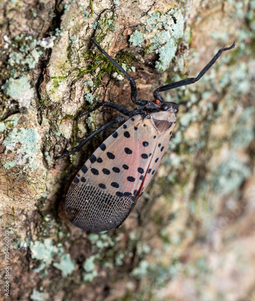 Obraz Lycorma delicatula Spotted Lanternfly