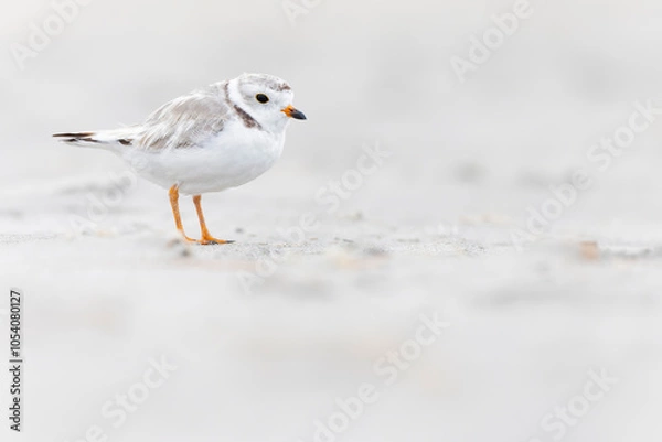 Fototapeta An adult piping plover (Charadrius melodus) on the beach.