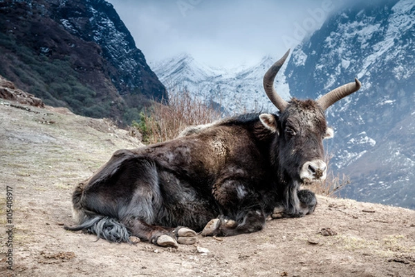 Obraz Yak lying in mountains.