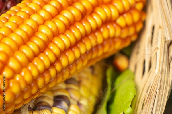 Obraz maíz