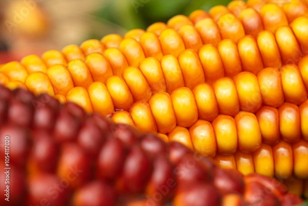 Obraz maíz