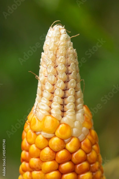 Obraz maíz