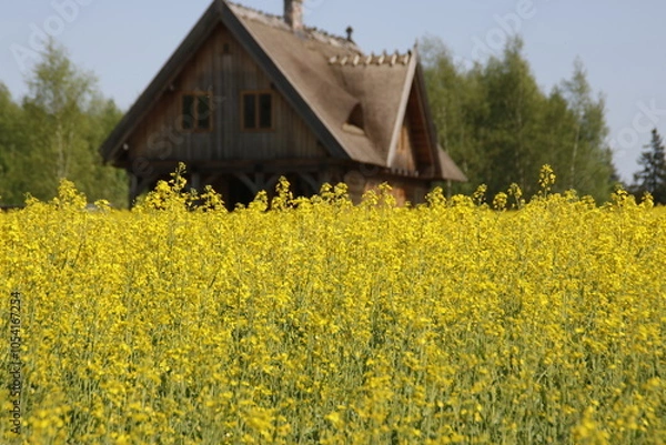 Obraz ogród pole rzepak ognisko owoce dom