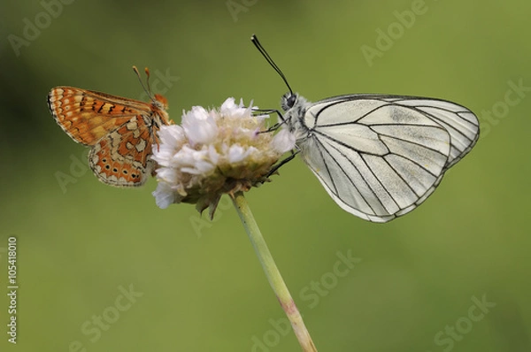 Obraz Mariposas en primavera