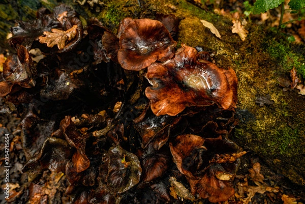 Fototapeta Small mushrooms growing in autumn on a damp, dead tree trunk.