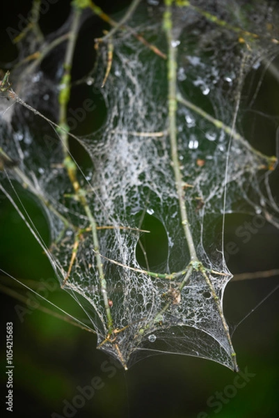 Fototapeta Spider webs covering a branch with water droplets and a forest background.