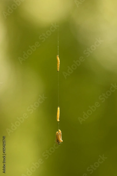 Fototapeta Insect larvae climbing up a thread.