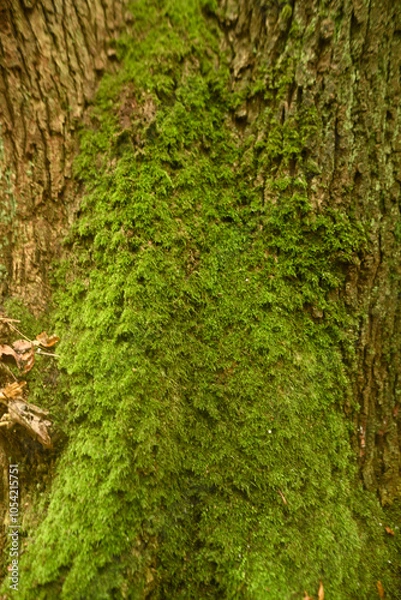 Fototapeta Green moss growing on a damp tree trunk in a forest.