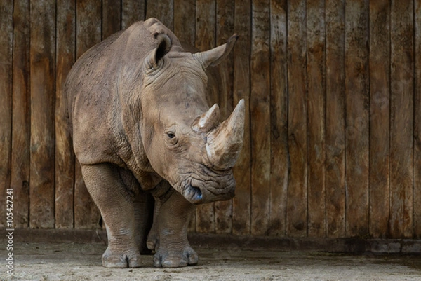 Obraz Nosorożec w parku Cabárceno