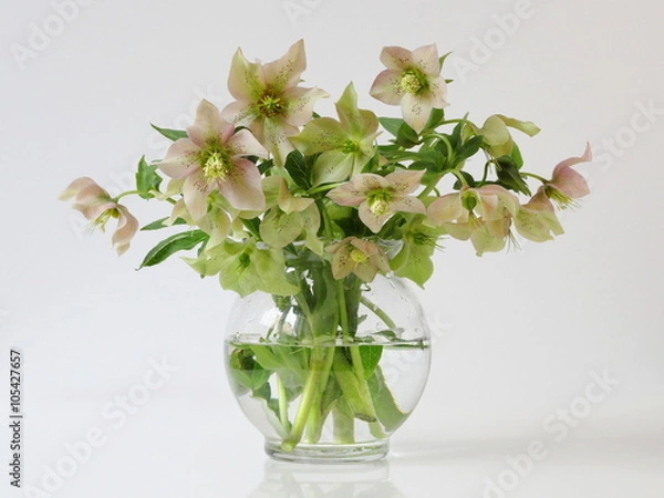 Obraz Bouquet of spring hellebore flowers in a vase. Floral decoration with spring helleborus flowers.