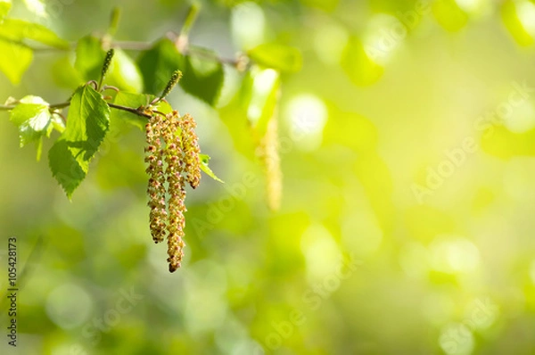 Obraz Wiosenne tło z gałęzią brzozy z Catkins w słońcu