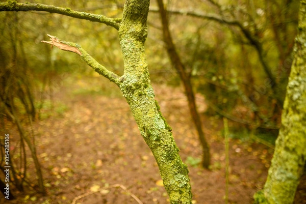 Obraz Tree trunk covered in moss in a forest.
