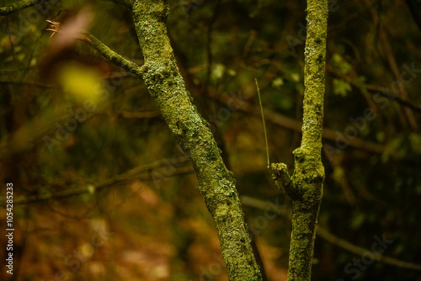 Fototapeta Tree trunks covered in moss in a forest.
