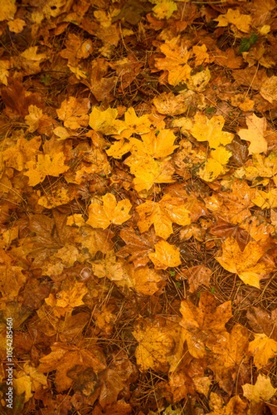 Fototapeta Golden and crimson autumn leaves scattered on the ground, blending in shades of amber, rust, and deep orange
