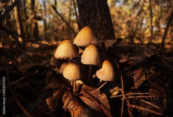 Obraz group of small mushrooms in autumn forest