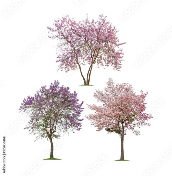 Obraz Collection of Isolated flowering plant on white background