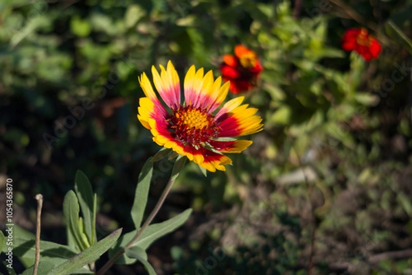 Obraz Close-up of a blooming Gaillardia flower with vivid red and yellow petals against a natural green background