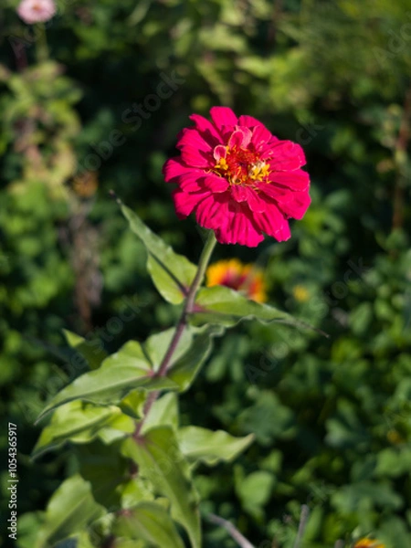 Obraz A bold red Zinnia flower in focus, surrounded by greenery, standing out against a vibrant garden background