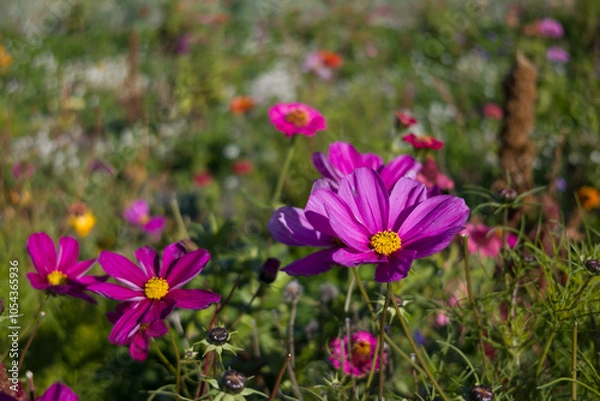 Obraz A vibrant field of pink Cosmos flowers in full bloom with a soft, colorful background of wildflowers