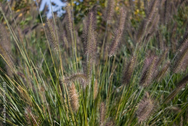 Obraz Close-up of ornamental grass with fuzzy blades swaying in the breeze, creating a soft, natural texture