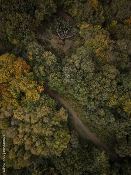 Obraz Drone top down aerial view of autumn woodland in England