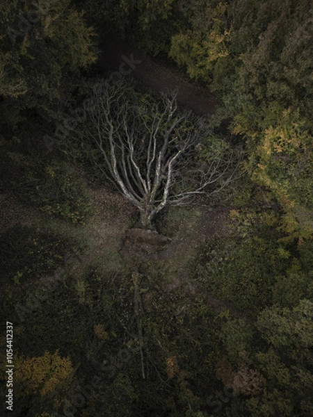 Obraz Drone top down aerial view of autumn woodland in England
