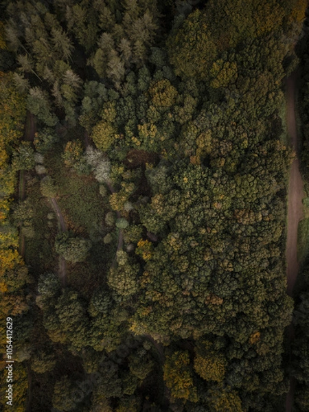 Obraz Drone top down aerial view of autumn woodland in England