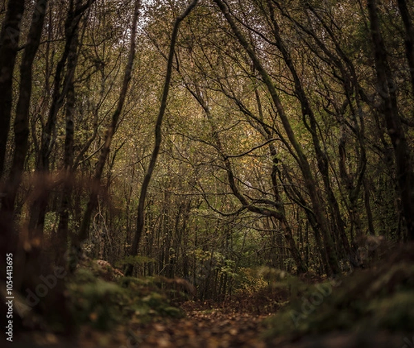 Fototapeta A chaotic mess of thin autumn trees over a path in England