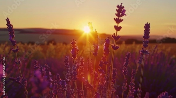 Fototapeta Sun setting behind a field of lavender, casting a purple hue over the landscape