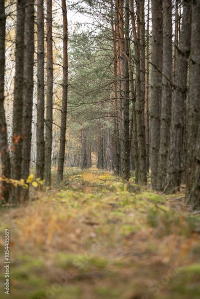 Fototapeta An unparalleled fairy-tale forest in an autumn atmosphere