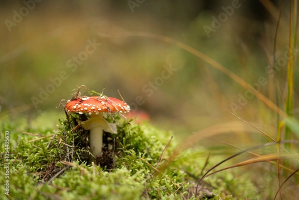 Fototapeta A beautiful but dangerous red fly agaric