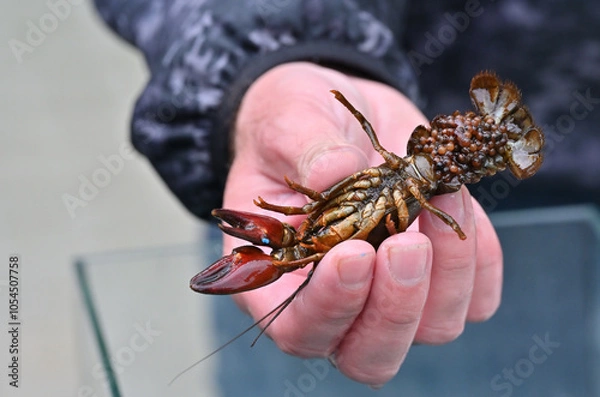 Fototapeta signal crayfish female with a clutch of eggs