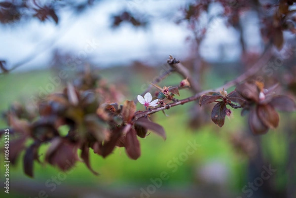 Fototapeta primavera flores amarillas campos de castilla con encinas 2023
