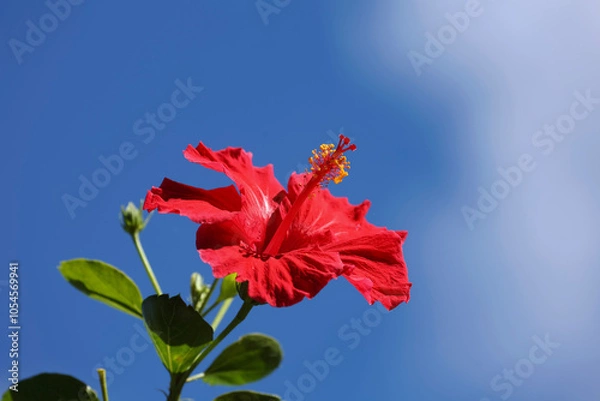 Fototapeta flor de hibiscus