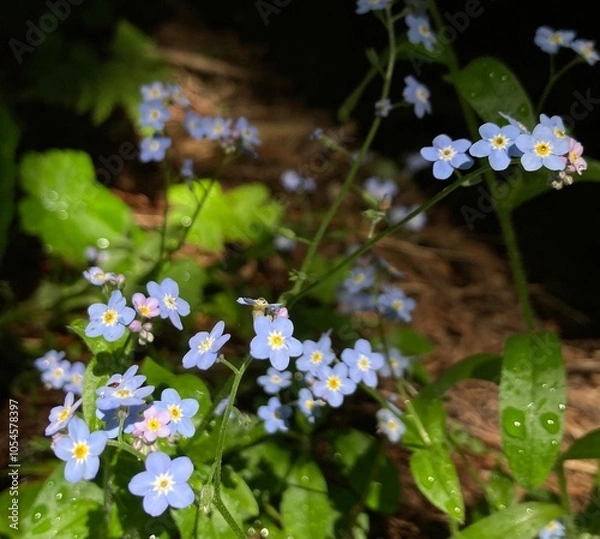 Obraz forget me not