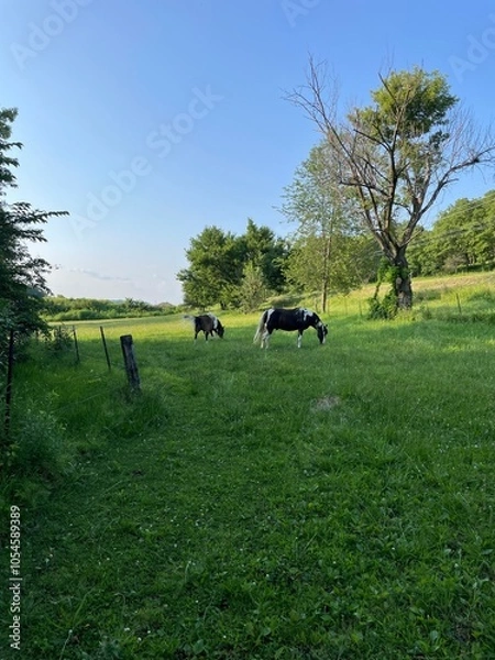 Fototapeta horses in the field