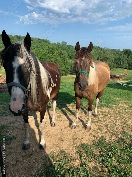 Fototapeta Two horses