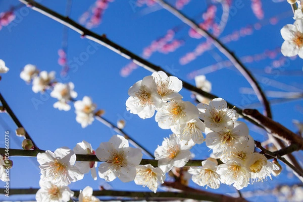 Obraz 青空と白い梅の花
