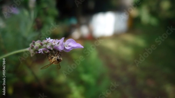 Fototapeta Bee on lavender